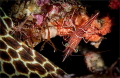   Durban Dancer shrimp mounting Honeycomb eel fro soem spa treatment. Roonies reef Sodwana Bay treatment  